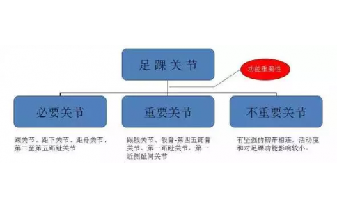 足踝解剖活動的研究